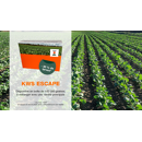 Colza piège à altises - KWS Escape
