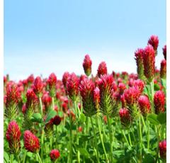 Inkarnatklee - Cicero