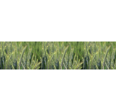 Triticale - Allrounder PZO