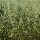 Avena sativa - Forridena - Ecológico - R1 y R2