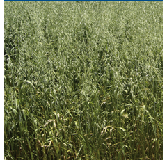 Avena sativa - Forridena - Ecológico - R1 y R2