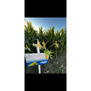 Saatmais - Beluga (S250 K260) AGASAAT