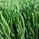 Fétuque élevée - Otaria