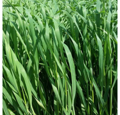 Fétuque élevée - Otaria