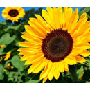 Tournesol fourrager - Pioneer