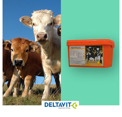 MENTHOLYX - Karton à 4 Leckwürfel - 5kg