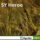 SY Heroo - Hybride Wintergerste
