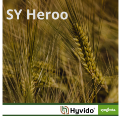 SY Heroo - Hybride Wintergerste