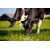 Engrais prairie : Sodikali® Mag
