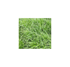 Ray-grass Westerwold - Agraco 812 - R2