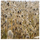 Schwarzhafer - Celeste