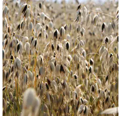 Schwarzhafer - Celeste