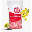 Colza oleaginosa híbrida - LG ADAMANT