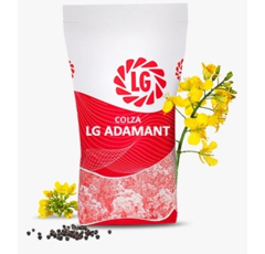 Colza oleaginosa híbrida - LG ADAMANT