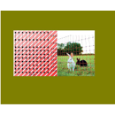 Euro-Netz Ernteschutz 65/1 50m