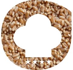 Blé tendre d'hiver - Rebelde