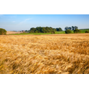 Zita zz - Wintergerste