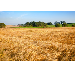 Zita zz - Wintergerste