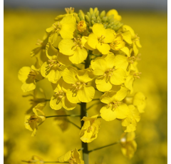 Colza fourrager - Daniela - BIO