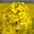 Colza fourrager - Daniela - BIO