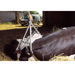 Elévateur gros gris pour bovins 900 kg - KAMER