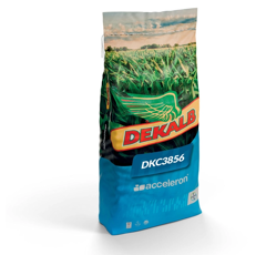 Maïs grain 280 - DKC3856