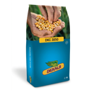 Saatmais - DKC3850 (ca. S 270) DEKALB