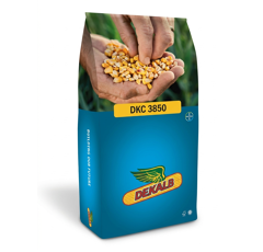 Saatmais - DKC3850 (ca. S 270) DEKALB