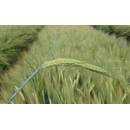 Cebada alternativa - VALERIAN