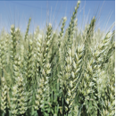 Trigo blando alternativo- Jabalcon - Aristado