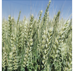 Trigo blando alternativo- Jabalcon - Aristado