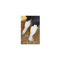 Attelle en nylon pour veau HORIZONT 22 cm