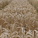Winterweichweizen - Thomaro - BIO