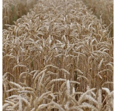 Winterweichweizen - Thomaro - BIO