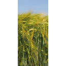 Cebada alternativa- RGT SKYLAB