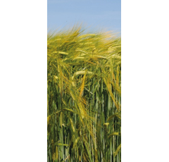 Cebada alternativa- RGT SKYLAB