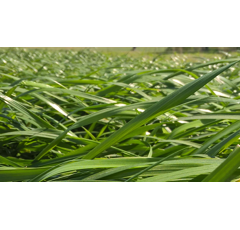 RGH diploïde - Rhéa