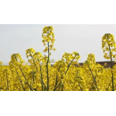 Colza oleaginosa híbrida SONIE
