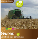 Blé tendre d'hiver - Gwenn - BIO