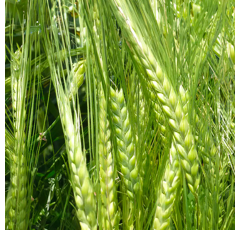 Leandra - Sommergerste