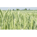 Centeno híbrido - Helltop