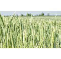 Centeno híbrido - Helltop