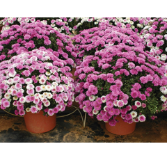 Ensemble monté de goutteur MANIFOLD 4S + 4 piquets goutteurs - NETAFIM