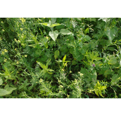 Zwischenfruchtmischung - TerraLife AquaPro