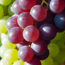 Delan Pro PI - Kontakt-Fungizid