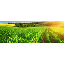 Saatmais - Miratrix (S230 K230) | HAUPTSAATEN