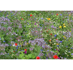 Zwischenfruchtmischung - PROGREEN Honigpflanzen für Brachen, einjährig