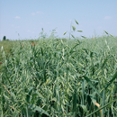 Avena rubia alternativa - Previsión