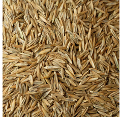 Fétuque élevée - Tima - BIO