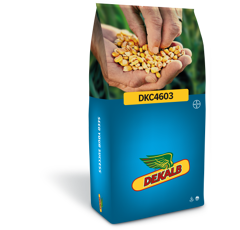 Saatmais - DKC4603 (S290 K290) DEKALB